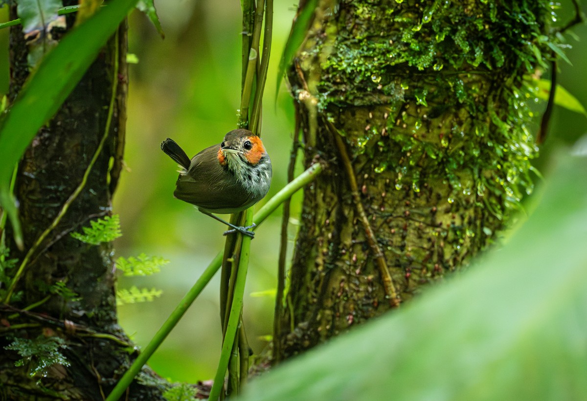 Tawny-faced Gnatwren - ML639932519