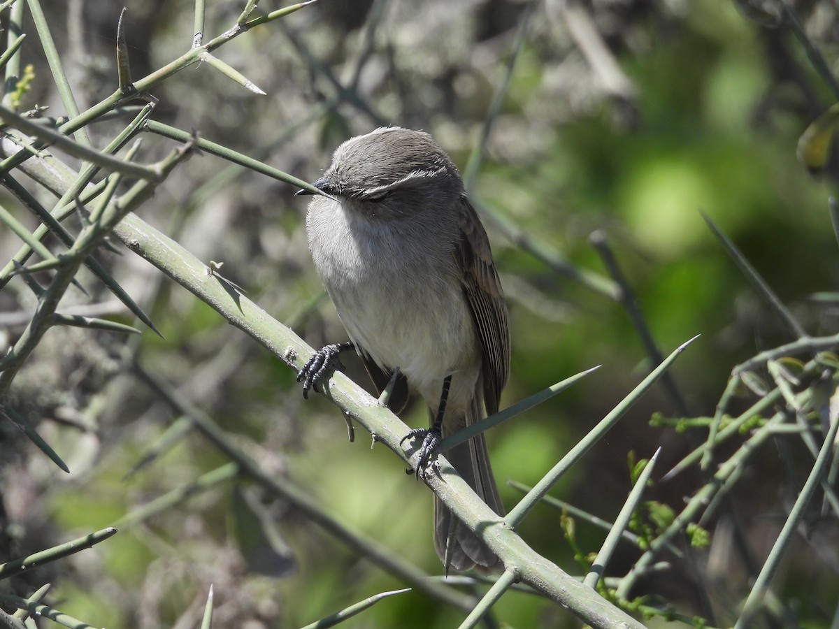 Tumbesian Tyrannulet - ML639932534
