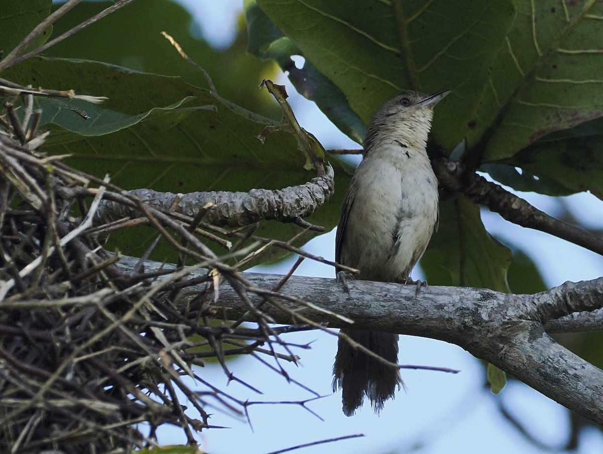 Plain Thornbird - ML639932675