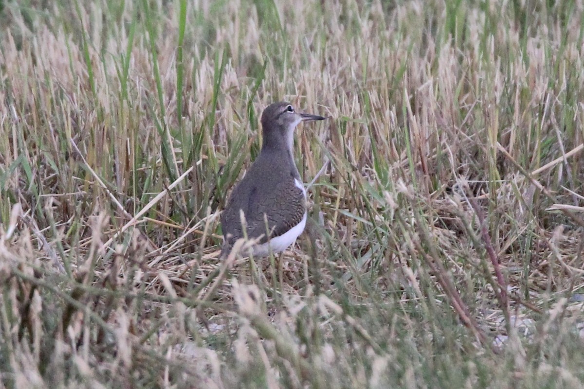 Spotted Sandpiper - ML639932704