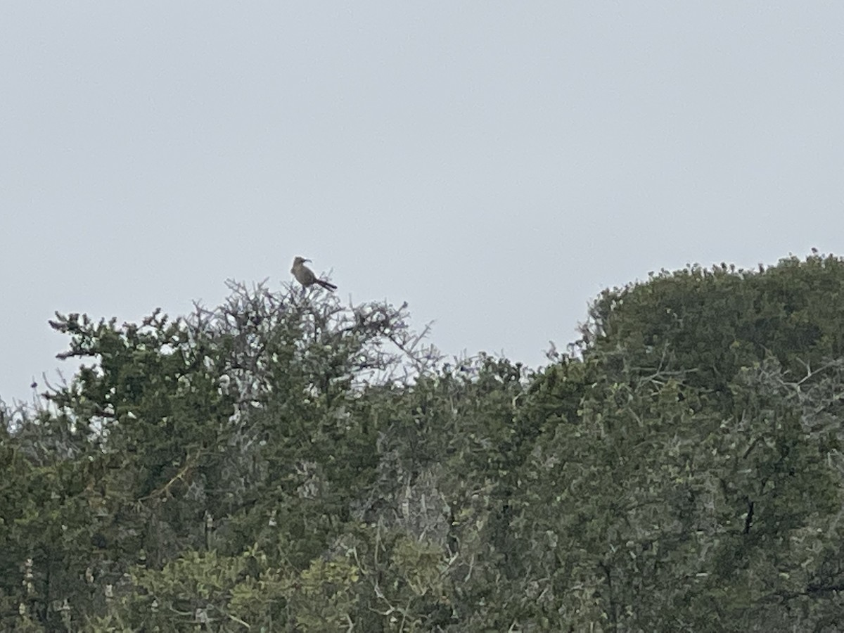 California Thrasher - ML639932884