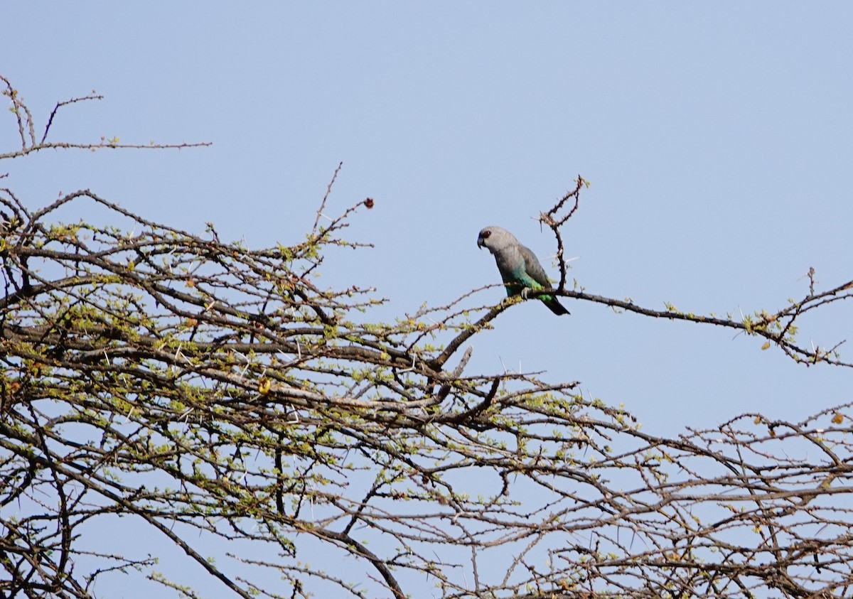 Red-bellied Parrot - ML639932904