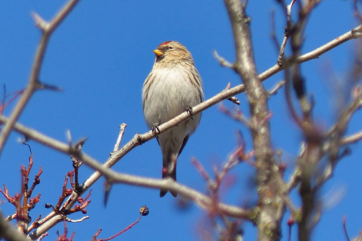 Redpoll (Common) - ML639932907