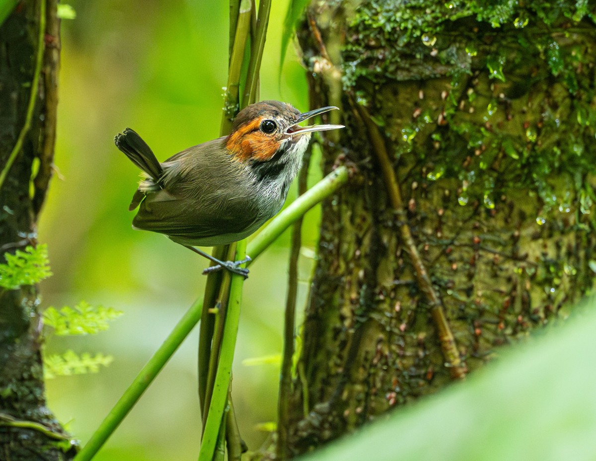 Tawny-faced Gnatwren - ML639932931
