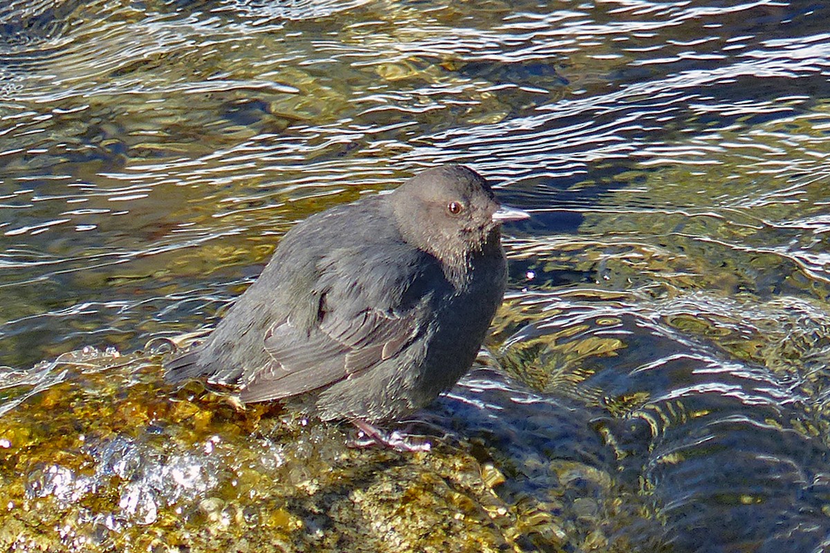 American Dipper - ML639932943