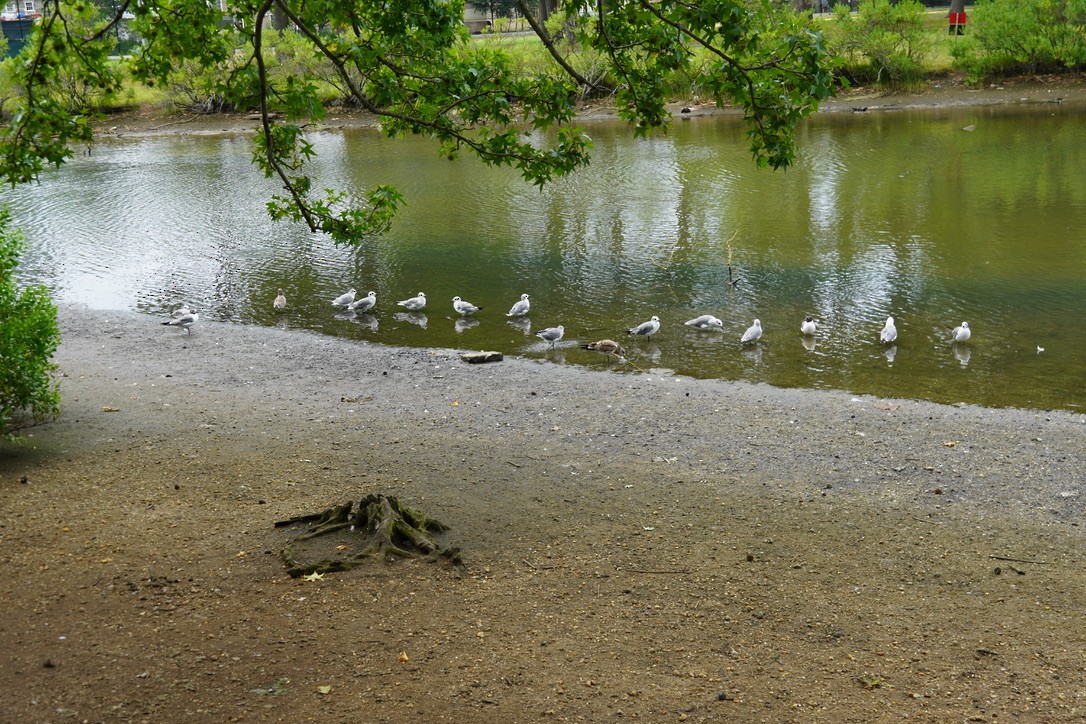Laughing Gull - ML639933021