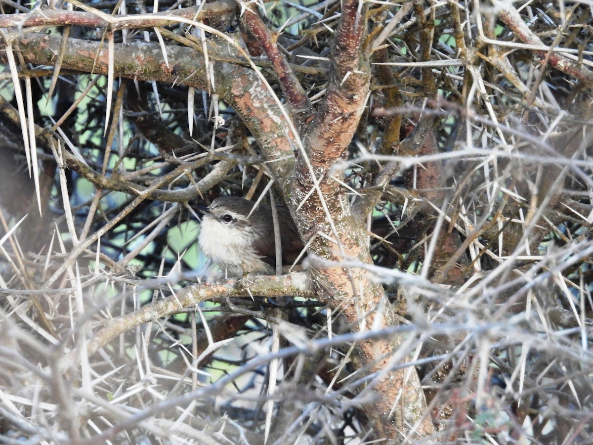 Necklaced Spinetail (La Libertad) - ML639933042