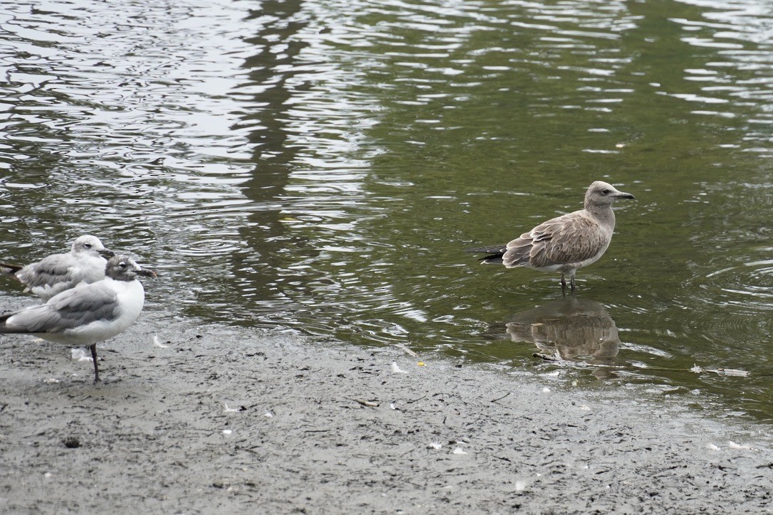 Laughing Gull - ML639933053