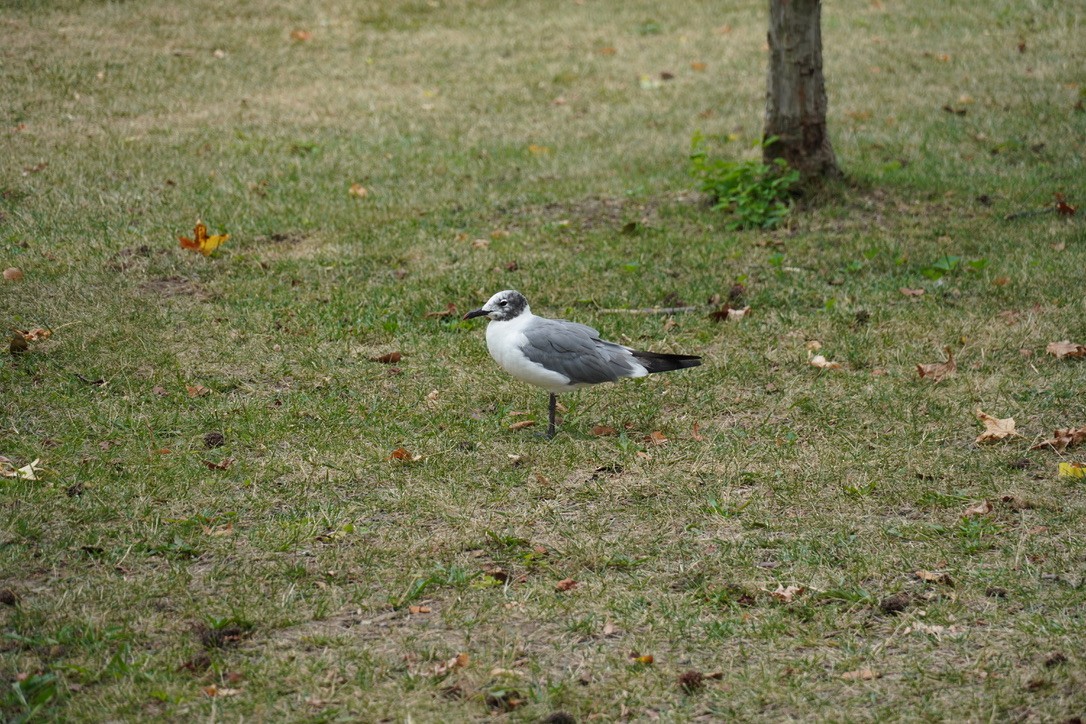 Laughing Gull - ML639933085