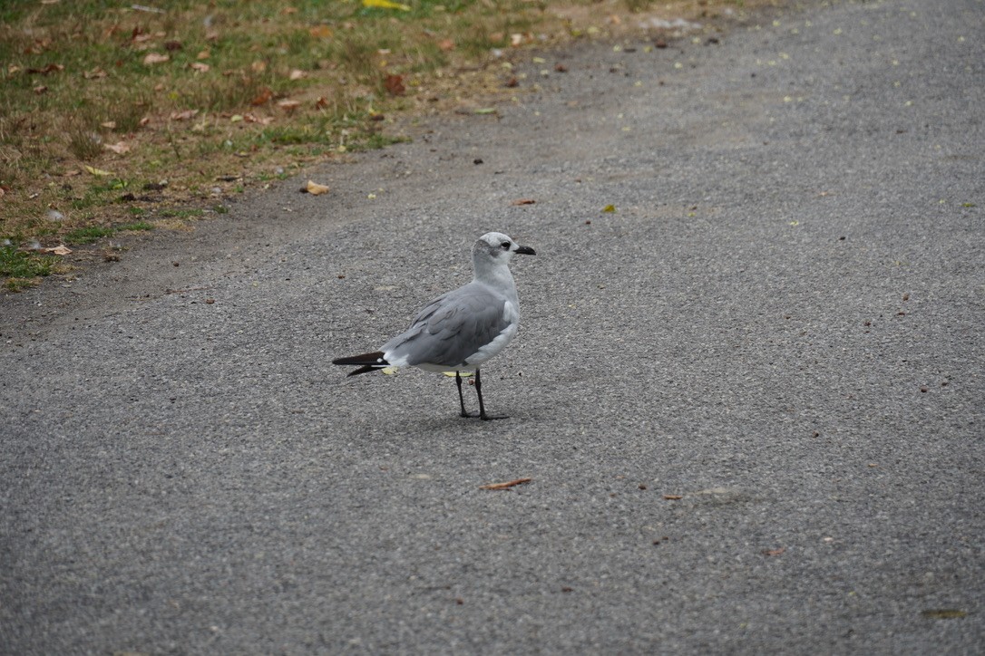 Laughing Gull - ML639933087