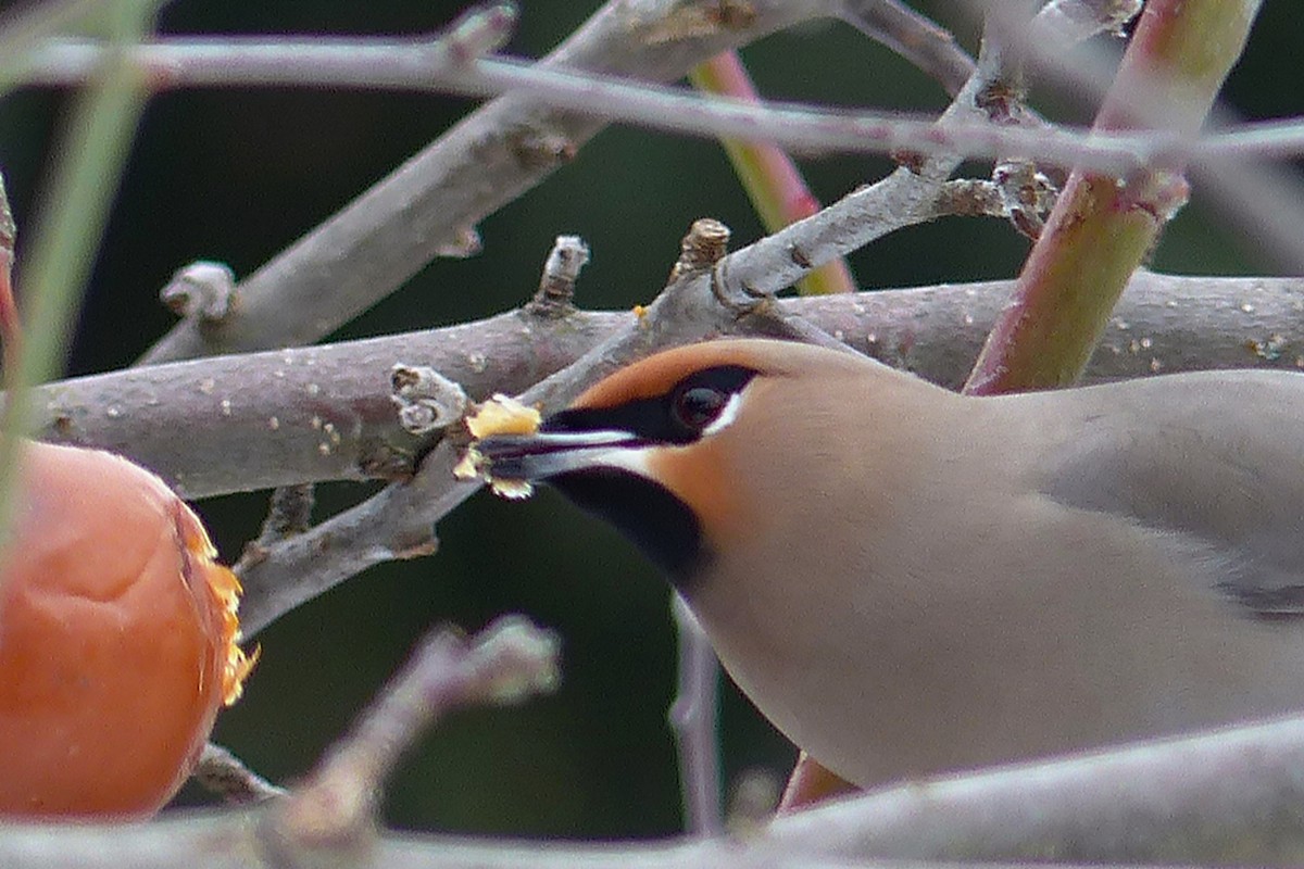 Bohemian Waxwing - ML639933126