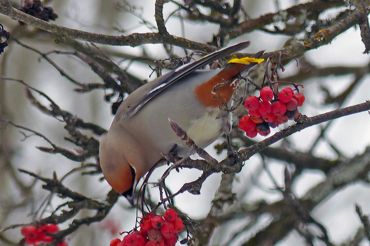 Bohemian Waxwing - ML639933127