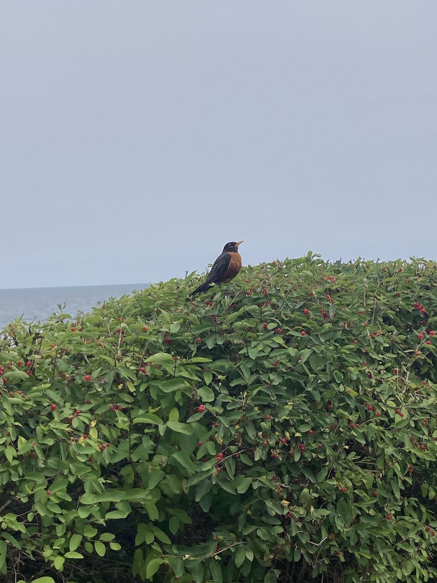 American Robin - ML639933165