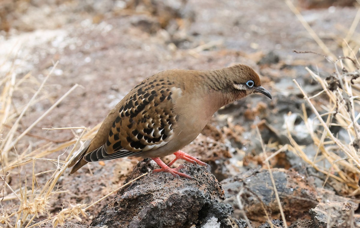 Galapagos Dove - ML639933172