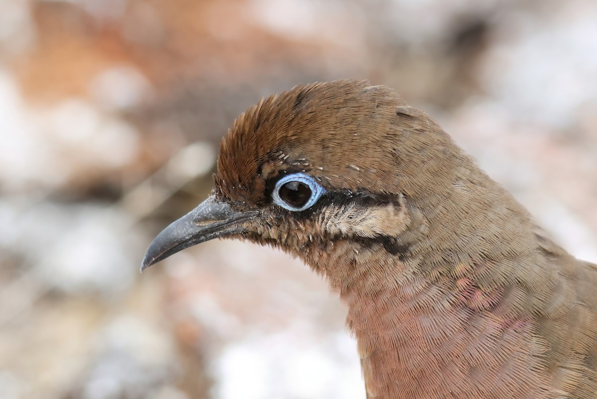 Galapagos Dove - ML639933173