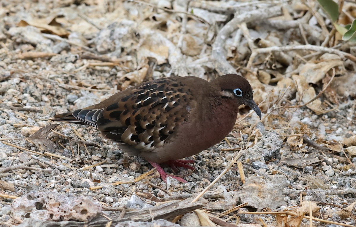Galapagos Dove - ML639933174