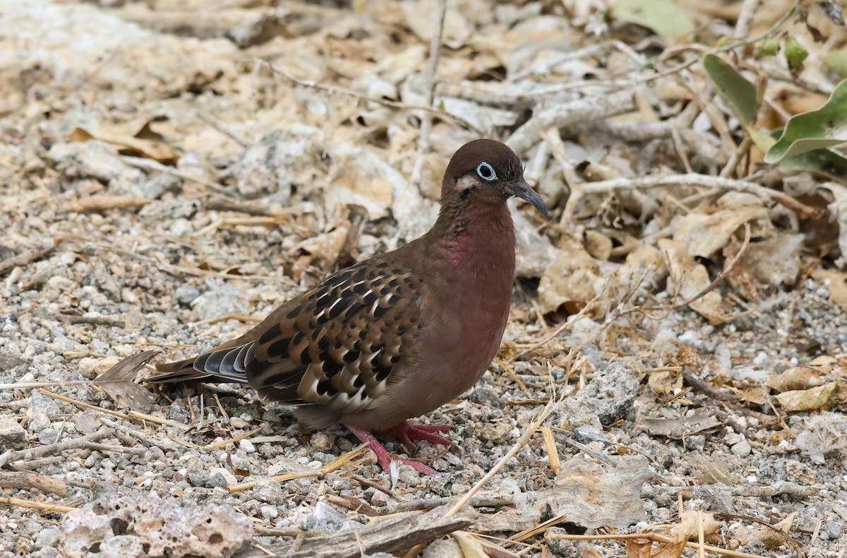 Galapagos Dove - ML639933175