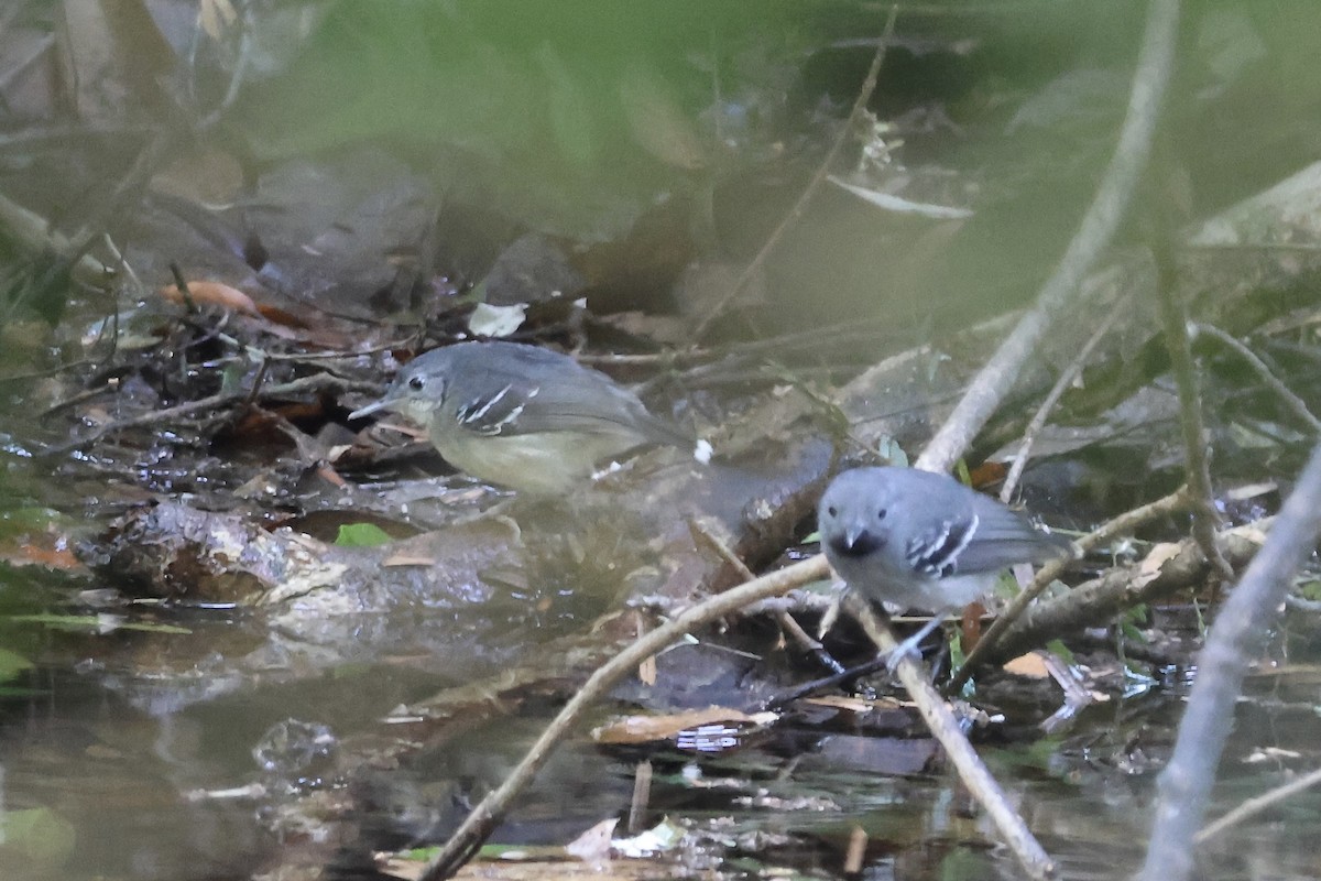 Band-tailed Antbird - ML639933187