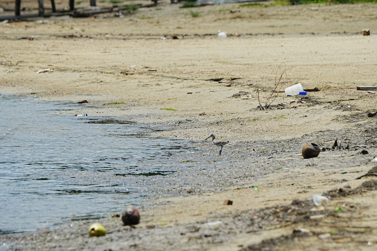 Коловодник американський - ML639933189