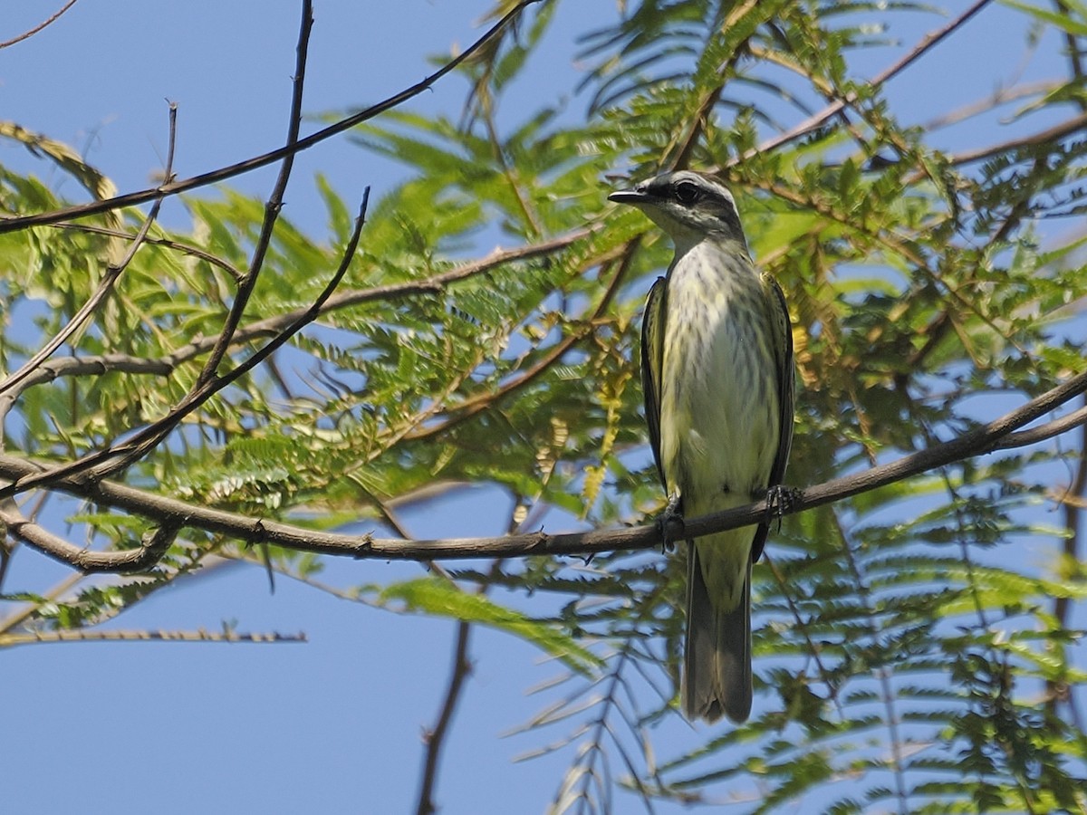 Piratic Flycatcher - ML639933193