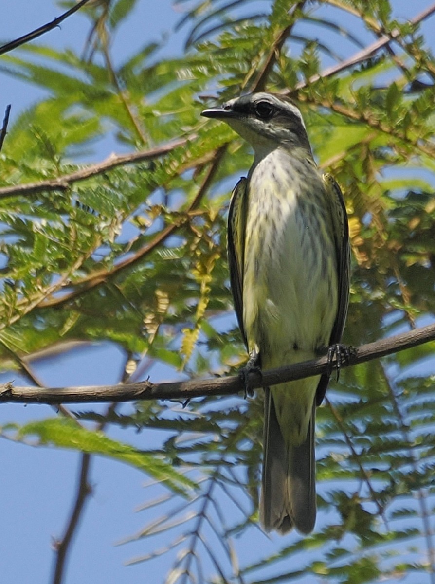 Piratic Flycatcher - ML639933195