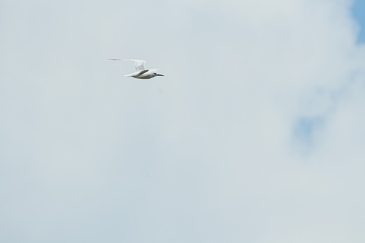 Крячок рябодзьобий - ML639933199