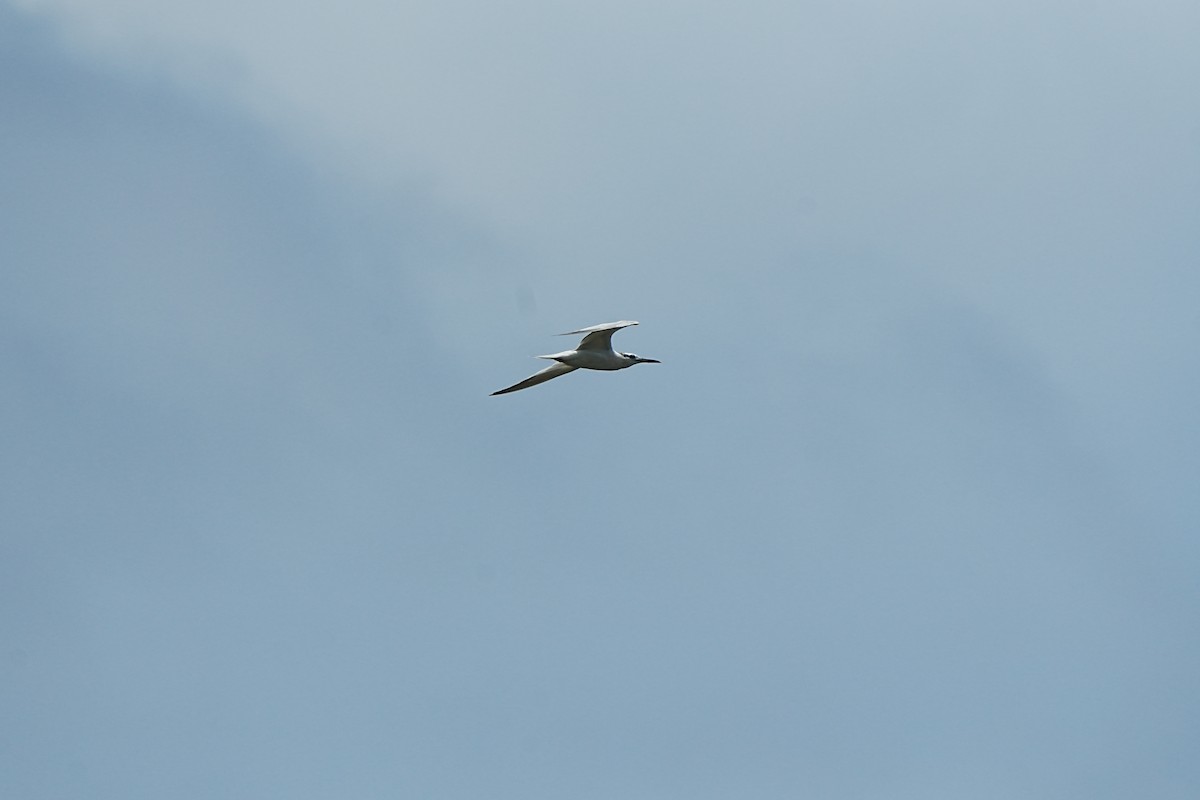 Крячок рябодзьобий - ML639933200