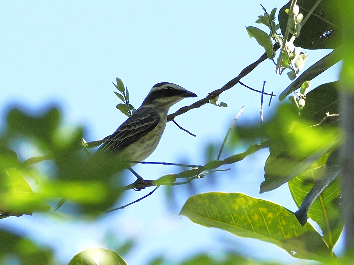 Piratic Flycatcher - ML639933202