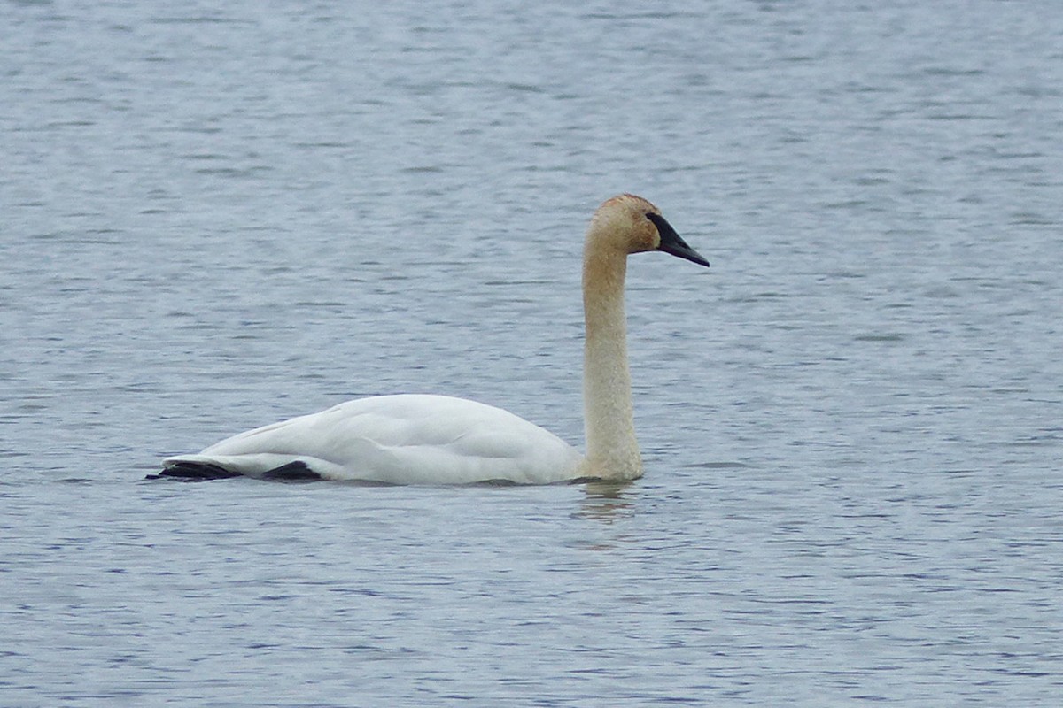 Trumpeter Swan - ML639933207