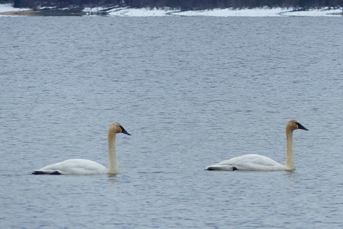 Trumpeter Swan - ML639933208
