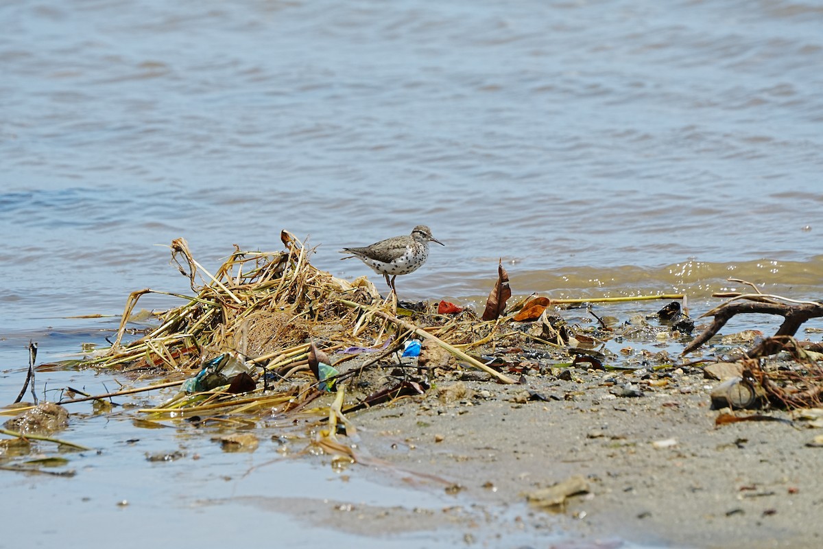 Набережник плямистий - ML639933212