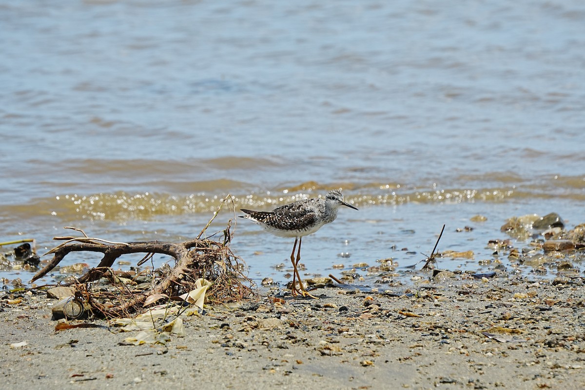 Коловодник жовтоногий - ML639933217