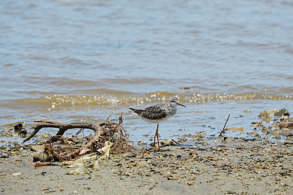 Коловодник жовтоногий - ML639933229