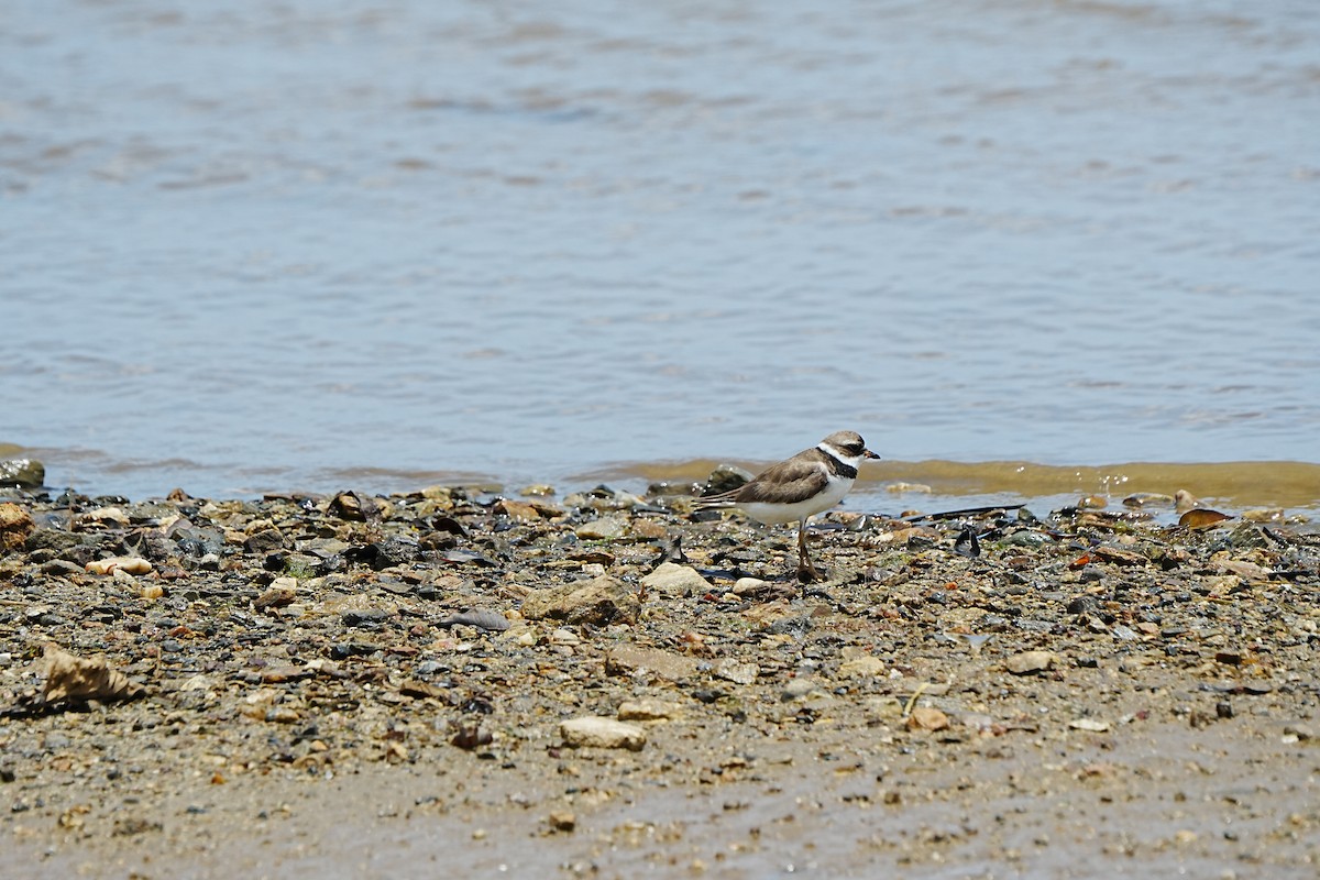 Пісочник канадський - ML639933238