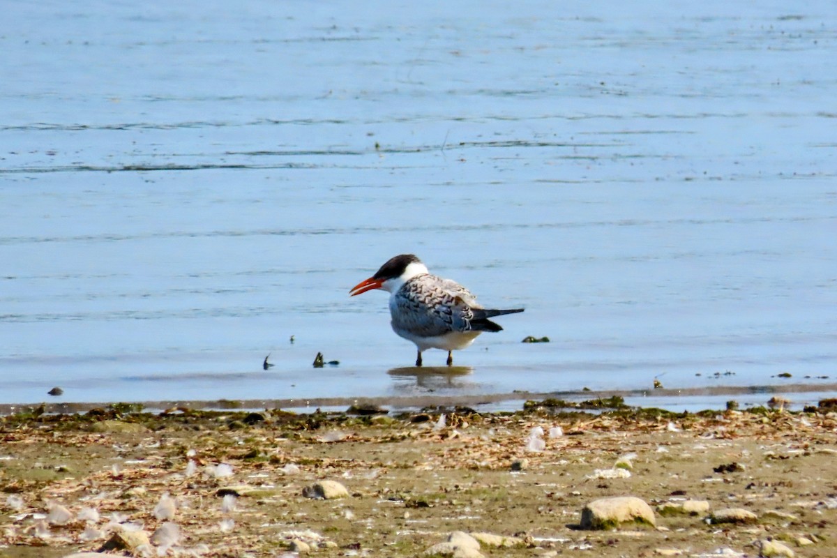 Caspian Tern - ML639933327
