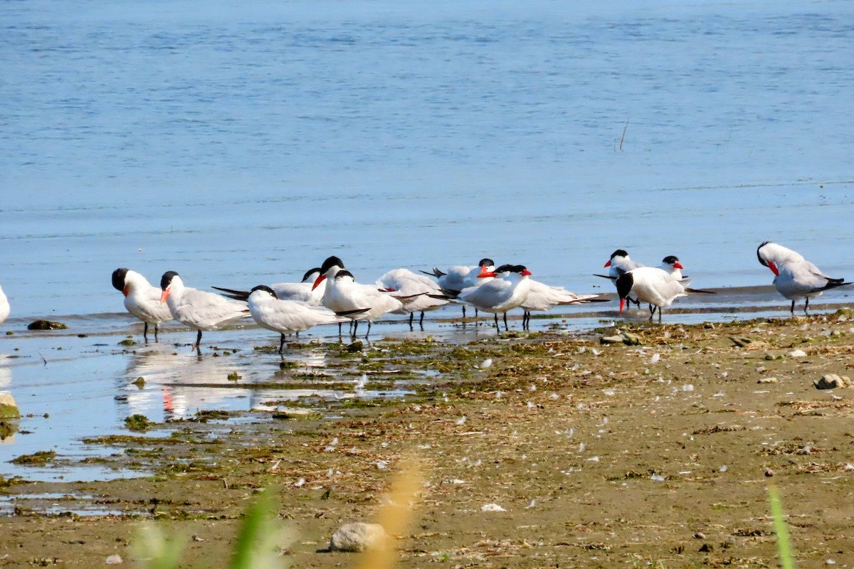 Caspian Tern - ML639933328