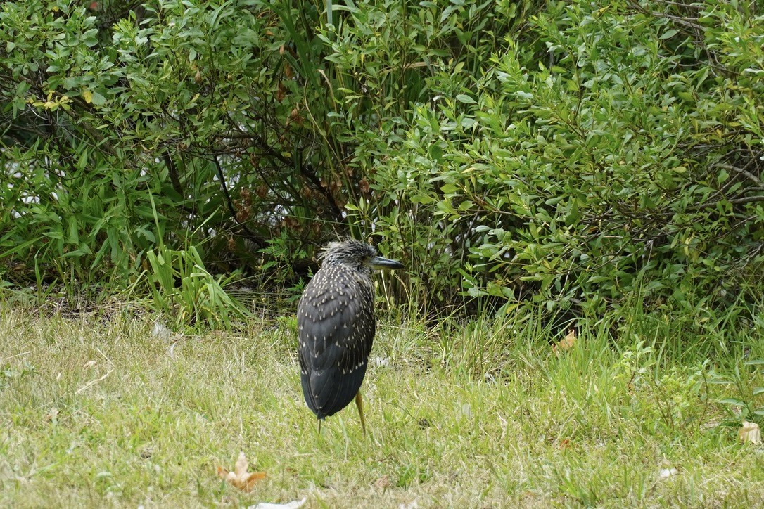 Yellow-crowned Night Heron - ML639933332