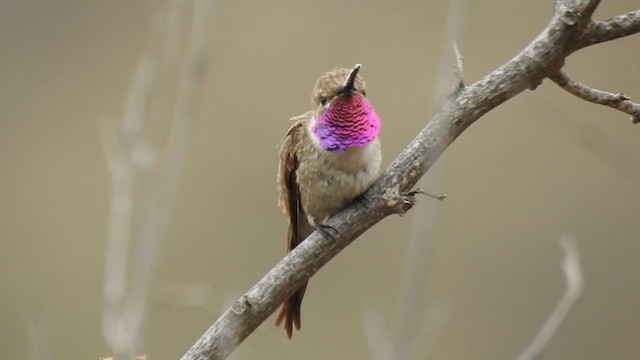 Oasis Hummingbird - ML639933342