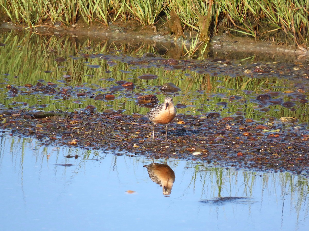 Red Knot - ML639933346