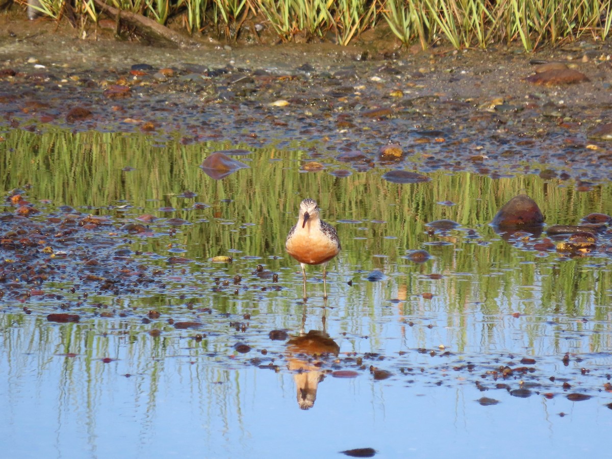 Red Knot - ML639933351