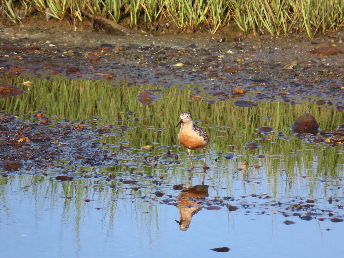 Red Knot - ML639933352