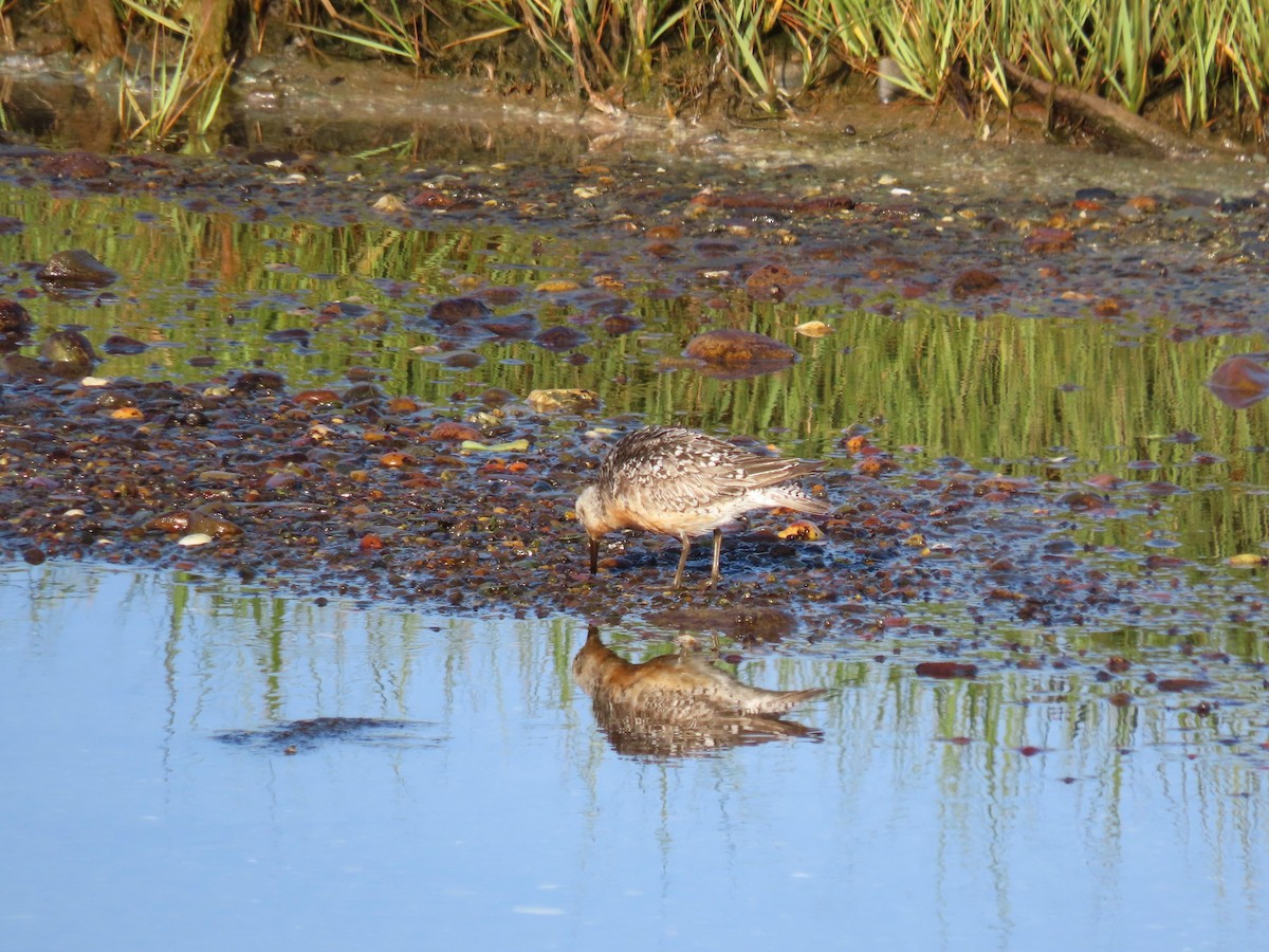 Red Knot - ML639933353