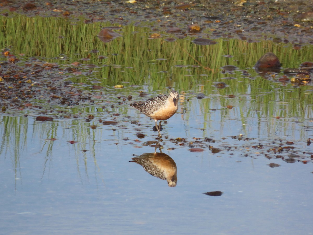 Red Knot - ML639933376