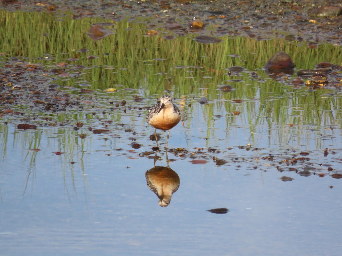 Red Knot - ML639933382