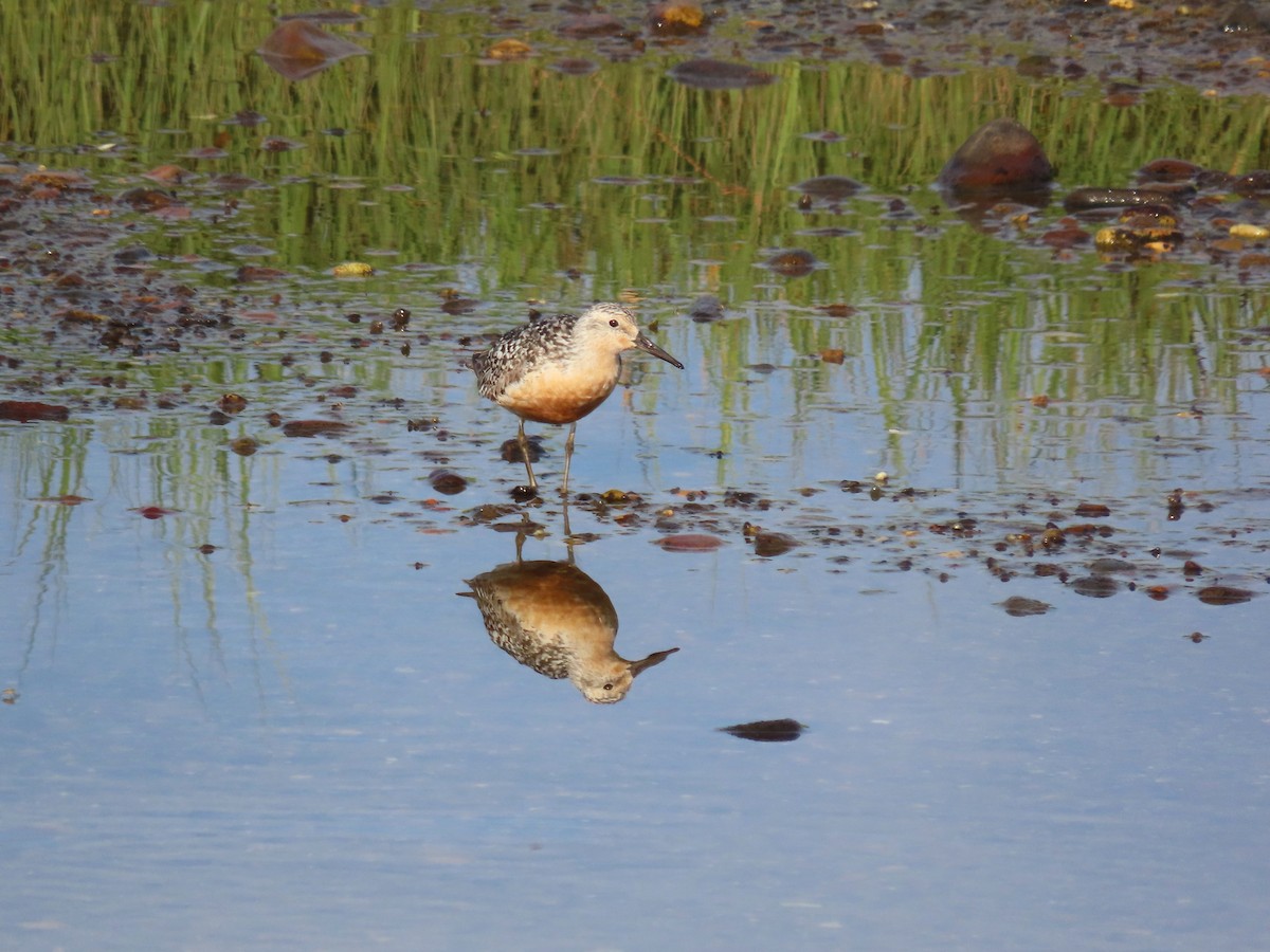 Red Knot - ML639933389