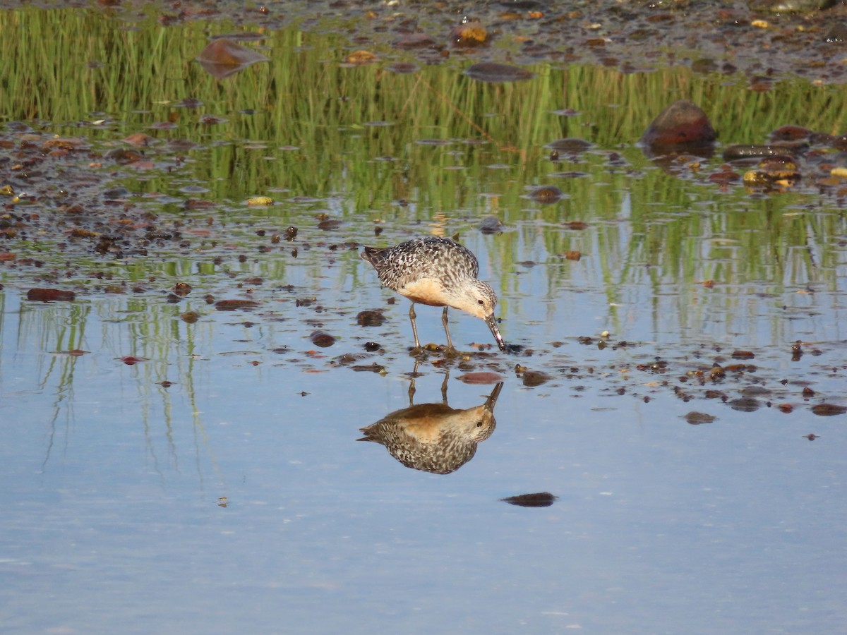 Red Knot - ML639933394