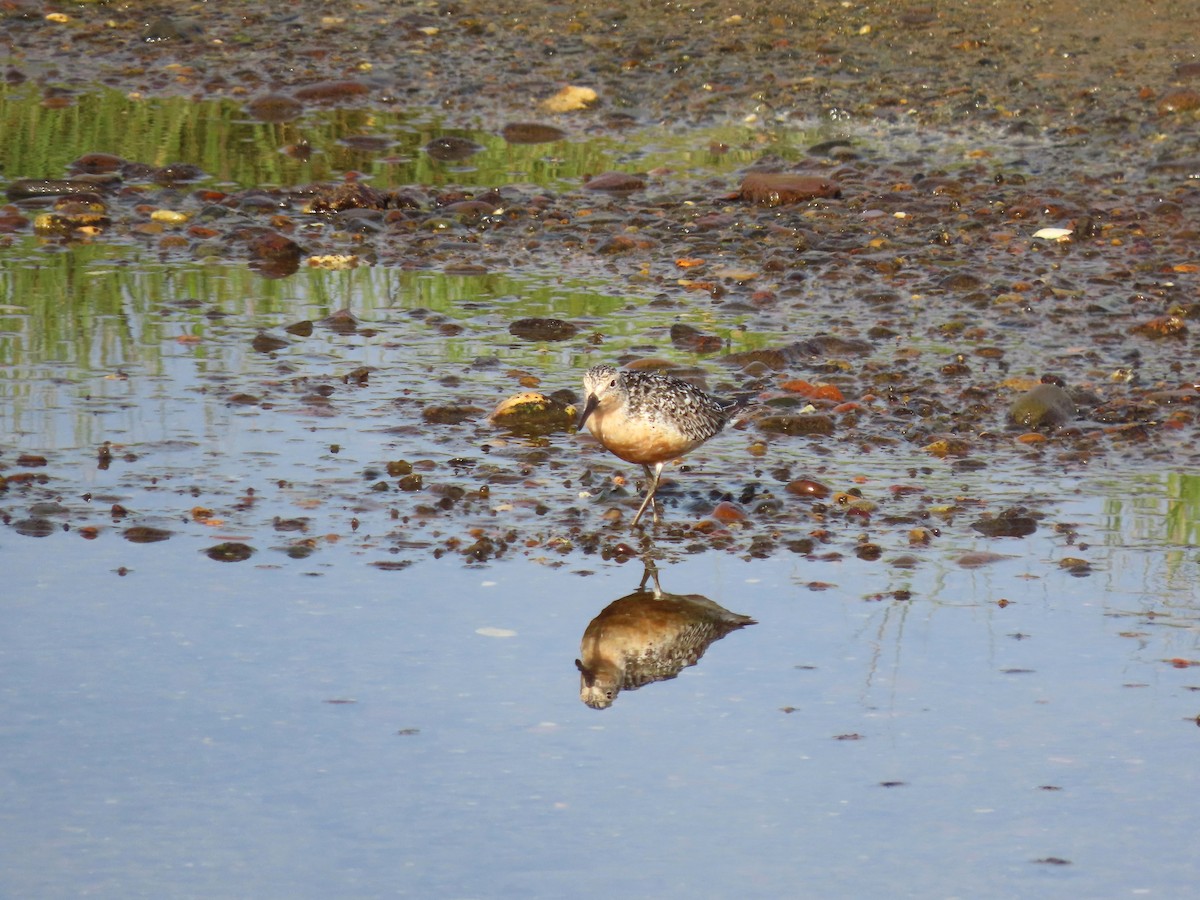 Red Knot - ML639933399