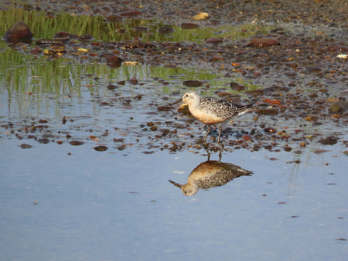 Red Knot - ML639933404