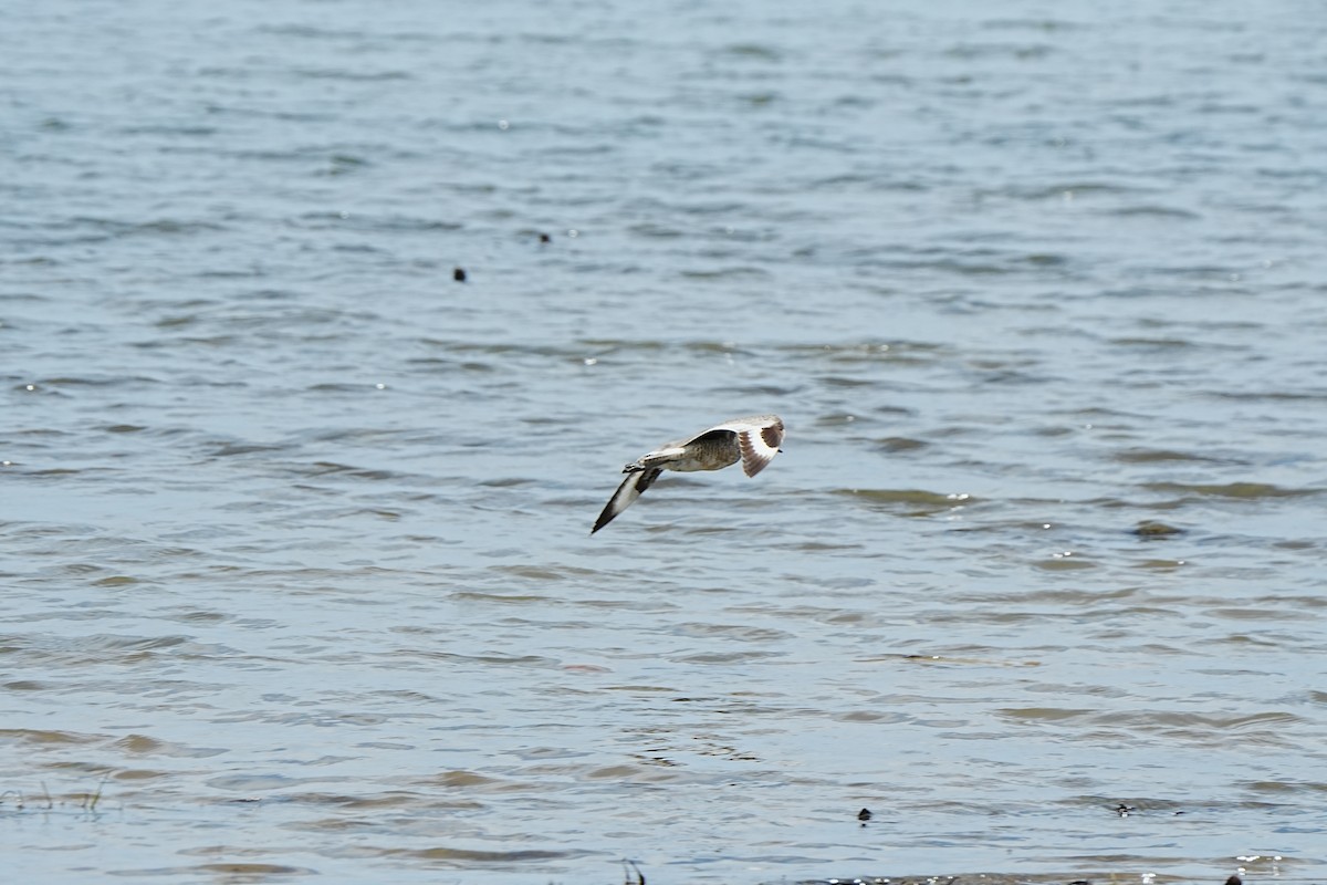 Коловодник американський - ML639933416