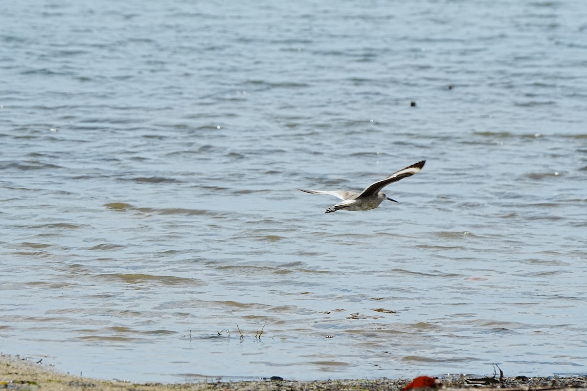 Коловодник американський - ML639933417